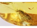 Nice Rare Flower, Planthopper Larva and Caddisfly. Fossil inclusions in Baltic amber #8696