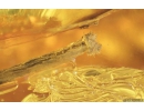 Nice Rare Flower, Planthopper Larva and Caddisfly. Fossil inclusions in Baltic amber #8696