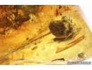 Nice Rare Flower, Planthopper Larva and Caddisfly. Fossil inclusions in Baltic amber #8696