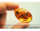 Nice Rare Flower, Planthopper Larva and Caddisfly. Fossil inclusions in Baltic amber #8696