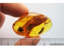 Nice Rare Flower, Planthopper Larva and Caddisfly. Fossil inclusions in Baltic amber #8696