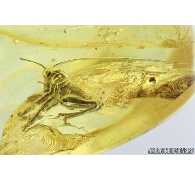 Nice Cricket, Orthoptera. Fossil insect in Ukrainian amber #8697