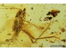 Nice, Big 25mm! Winged Cricket, Orthoptera, Cyrtoxiphol macrocerca. Fossil insect in Baltic amber #8698