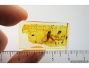 Nice, Big 25mm! Winged Cricket, Orthoptera, Cyrtoxiphol macrocerca. Fossil insect in Baltic amber #8698
