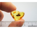 Rare Flat Bug, Aradidae, Mezira succinica. Fossil Inclusion in Baltic amber stone #8699