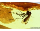 Mammalian hair with Thrips larva, Spider and More. Fossil inclusions in Baltic amber #8700