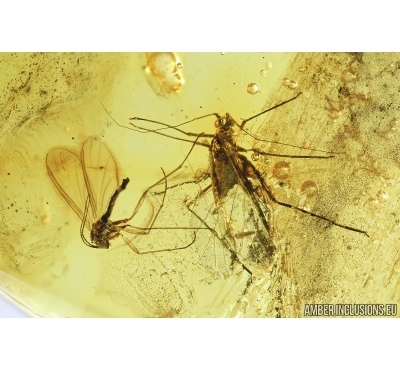 Aphid and Gnat. Fossil insects in Baltic amber #8716
