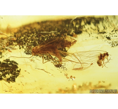 Moht Lepidoptera and Psocid Psocoptera. Fossil insects in Baltic amber #8718