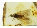 Nice Caddisfly Trichoptera. Fossil insect in Baltic amber #8720