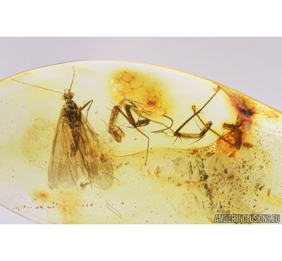 Nice Caddisfly Trichoptera. Fossil insect in Baltic amber #8720