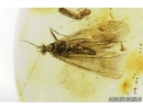 Nice Caddisfly Trichoptera. Fossil insect in Baltic amber #8720