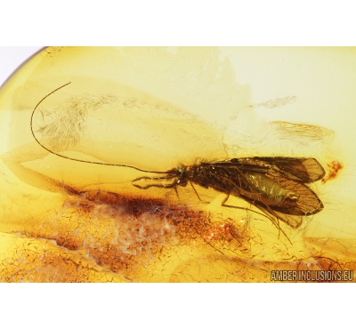 Rare Caddisfly Trichoptera, Leptoceridae. Fossil insect in Baltic amber #8723