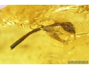 Rare unknown Plant, Wasp and Spider. Fossil inclusions in Baltic amber stone #8728