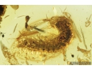 Nice Millipede Diplopoda julidae. Fossil inclusion in Baltic amber #8729