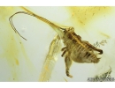 Nice Cricket, Orthoptera. Fossil insect in Ukrainian amber #8730