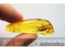Big 21mm! Bristletail, Machilidae. Fossil insect in Baltic amber #8731