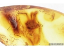 Harvestman, Opiliones. Fossil inclusion in Baltic amber #8732