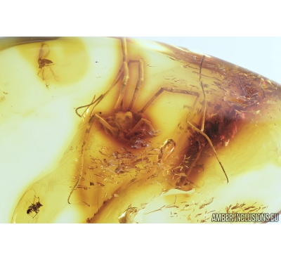 Harvestman, Opiliones. Fossil inclusion in Baltic amber #8732