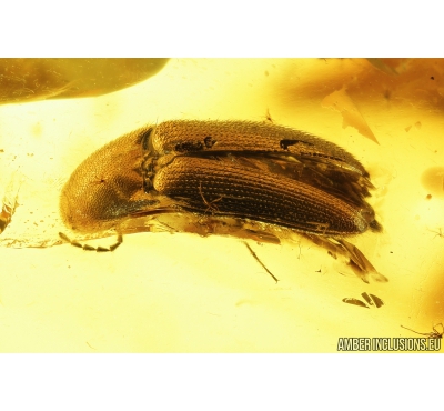 Click beetle Elateroidea, 3 Caddisflies Trichoptera and More. Fossil insects in Baltic amber #8737