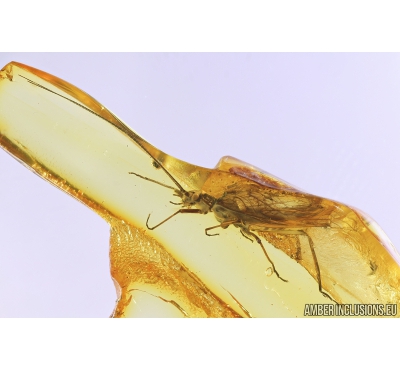 Stonefly, Plecoptera. Fossil insect in Baltic amber #8743