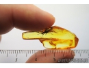 Stonefly, Plecoptera. Fossil insect in Baltic amber #8743