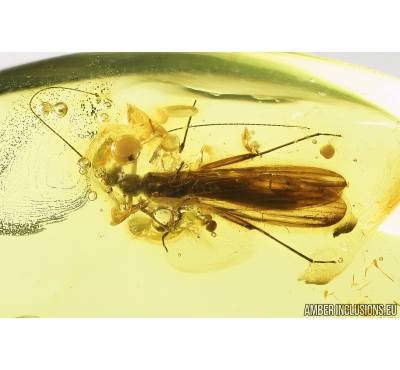 Big 11mm Stonefly, Plecoptera. Fossil insect in Baltic amber #8744