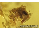 Rare Webspinner Embioptera, Centipede Lithobiidae, Leaf and More. Fossil Inclusions in Baltic amber #8748