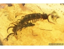 Rare Webspinner Embioptera, Centipede Lithobiidae, Leaf and More. Fossil Inclusions in Baltic amber #8748