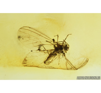 Dustywing Neuroptera Coniopterygidae, Spider Araneae and Flower fragment. Fossil inclusions in Baltic amber #8749