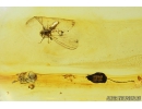 Dustywing Neuroptera Coniopterygidae, Spider Araneae and Flower fragment. Fossil inclusions in Baltic amber #8749