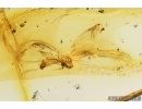 Lacewing, Neuroptera, Sisyridae. Fossil insect in Baltic amber #8750