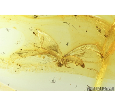 Lacewing, Neuroptera, Sisyridae. Fossil insect in Baltic amber #8750