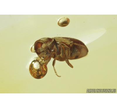 Spider Beetle, Ptinidae, Anobiinae. Fossil insect in Baltic amber #8752