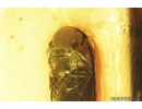 False Click Beetle, Elateroidea, Eucnemidae and Ant. Fossil insects in Baltic amber #8757