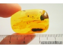 False Click Beetle, Elateroidea, Eucnemidae and Ant. Fossil insects in Baltic amber #8757