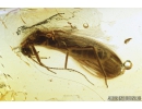 Two Nice Marsh beetles Scirtidae in Mating Dance and Stonefly Plecoptera. Fossil inclusions in Baltic amber #8759