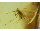 Winged Aphid, Aphididae. Fossil insects in Baltic amber #8773