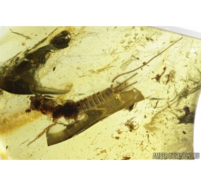 Silverfish Lepismatidae, Beetle Larva and Fly Larva. Fossil inclusions in Baltic amber #8774