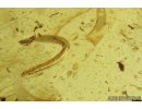 Silverfish Lepismatidae, Beetle Larva and Fly Larva. Fossil inclusions in Baltic amber #8774