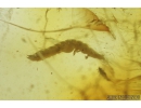 Silverfish Lepismatidae, Beetle Larva and Fly Larva. Fossil inclusions in Baltic amber #8774