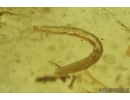 Silverfish Lepismatidae, Beetle Larva and Fly Larva. Fossil inclusions in Baltic amber #8774