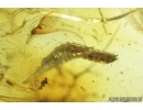 Silverfish Lepismatidae, Beetle Larva and Fly Larva. Fossil inclusions in Baltic amber #8774