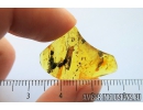 Silverfish Lepismatidae, Beetle Larva and Fly Larva. Fossil inclusions in Baltic amber #8774