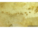 Fungus gnat Mycetophilidae and Mites Acari. Fossil insects in Baltic amber #8777