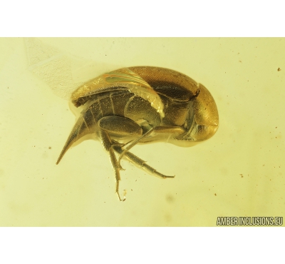 Nice Tumbling Flower Beetle, Mordellidae. Fossil insect in Baltic amber #8781