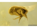 Nice Tumbling Flower Beetle, Mordellidae. Fossil insect in Baltic amber #8781