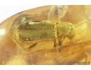 Checkered beetle, Cleridae. Fossil insect in Baltic amber #8783