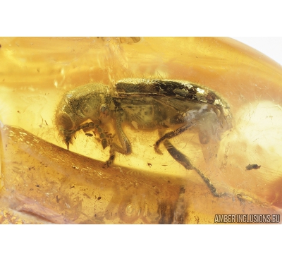 Checkered beetle, Cleridae. Fossil insect in Baltic amber #8783