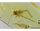 Nice Cricket, Orthoptera. Fossil insect in Baltic amber #8785