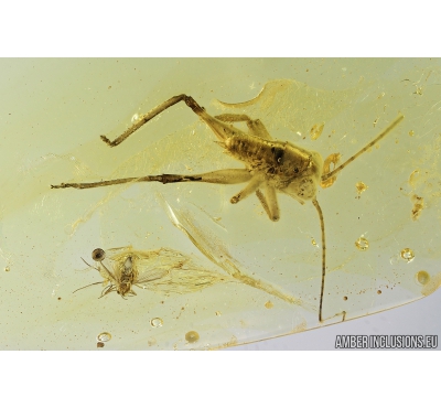 Nice Cricket, Orthoptera. Fossil insect in Baltic amber #8785